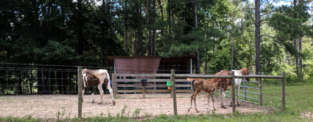 Wildlife on Rooster Ranch